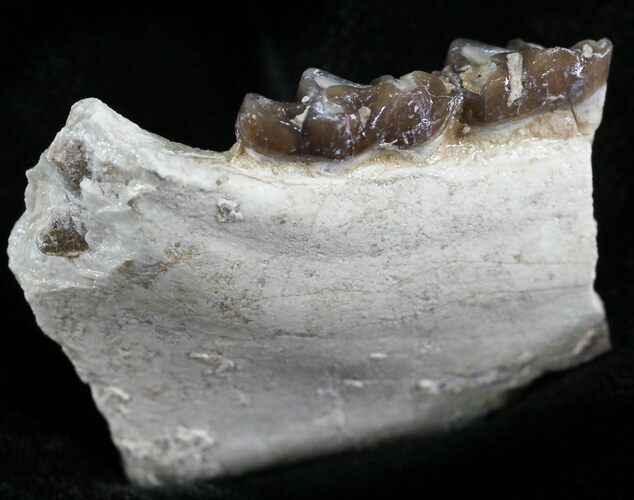 Oligocene Horse (Mesohippus) Jaw Section - South Dakota #25102